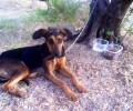 Ηράκλειο Κρήτης: 14χρονοι έσωσαν τη σκυλίτσα που έσερνε με το Ι.Χ. της η ιδιοκτήτρια της!
